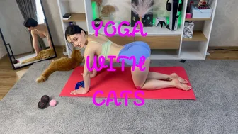 ???? YOGA WITH CATS ????